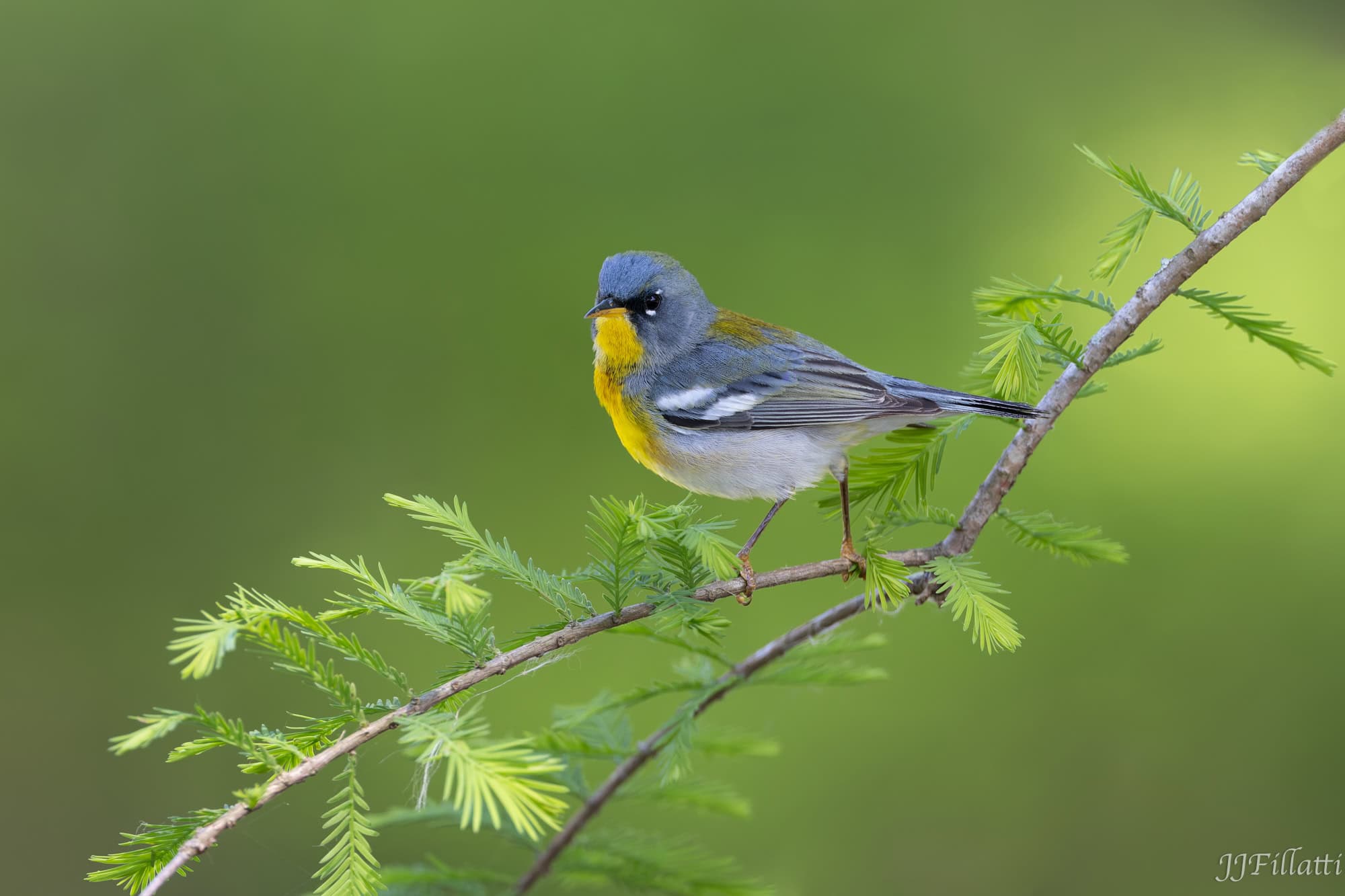 bird of florida image 29